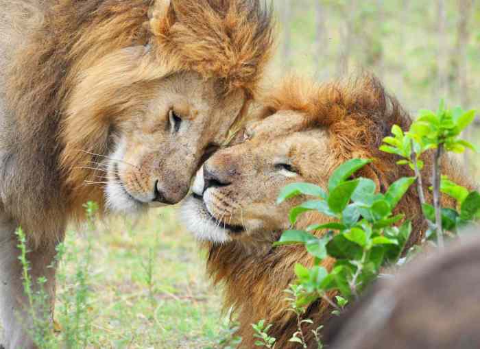 African lions diet