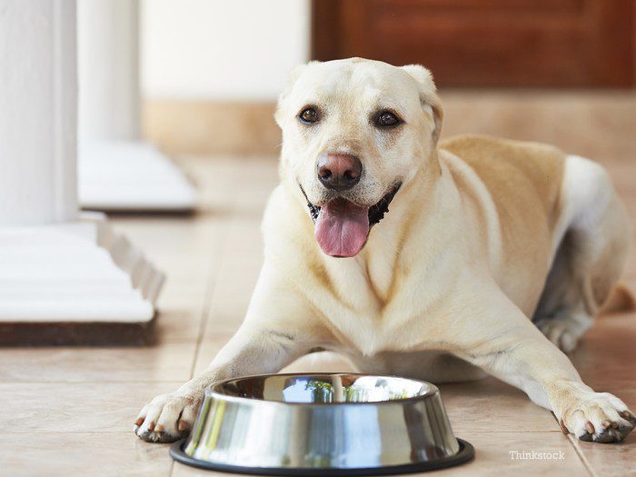 Canine epilepsy diet